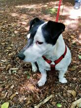 BETTY, Hund, Jack Russell Terrier in Wagenfeld - Bild 2