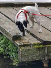 BETTY, Hund, Jack Russell Terrier in Wagenfeld - Bild 3
