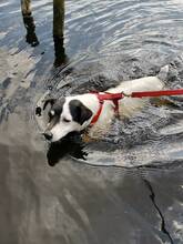 BETTY, Hund, Jack Russell Terrier in Wagenfeld - Bild 4
