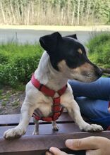 BETTY, Hund, Jack Russell Terrier in Wagenfeld - Bild 9
