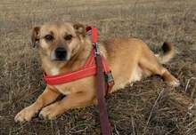 GÜLÜSZEM, Hund, Mischlingshund in Ungarn - Bild 2