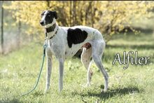 ALFILER, Hund, Galgo Español in Bühlertann - Bild 2