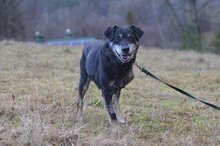 KULAS, Hund, Mischlingshund in Dillenburg - Bild 1