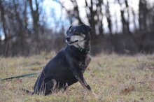 KULAS, Hund, Mischlingshund in Dillenburg - Bild 3