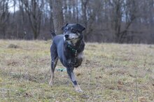 KULAS, Hund, Mischlingshund in Dillenburg - Bild 5