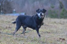 KULAS, Hund, Mischlingshund in Dillenburg - Bild 7