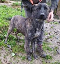 ATOS, Hund, Mischlingshund in Slowakische Republik - Bild 6