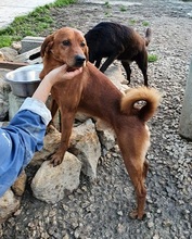 COLIN, Hund, Mischlingshund in Italien - Bild 11