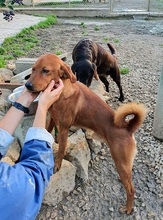 COLIN, Hund, Mischlingshund in Italien - Bild 12
