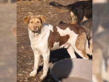 GOGO, Hund, Mischlingshund in Rumänien - Bild 2