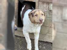 GOGO, Hund, Mischlingshund in Rumänien - Bild 4