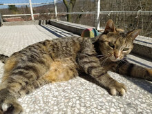 SUGAR, Katze, Hauskatze in Bulgarien - Bild 1