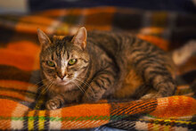 SUGAR, Katze, Hauskatze in Bulgarien - Bild 2