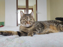 SUGAR, Katze, Hauskatze in Bulgarien - Bild 3