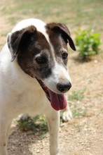 PEGGY, Hund, Mischlingshund in Italien - Bild 1