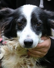 TAMBURINO, Hund, Mischlingshund in Italien - Bild 1