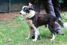 TAMBURINO, Hund, Mischlingshund in Italien - Bild 3