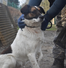 LEZLI, Hund, Mischlingshund in Ungarn - Bild 1