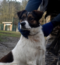 LEZLI, Hund, Mischlingshund in Ungarn - Bild 2