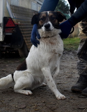 LEZLI, Hund, Mischlingshund in Ungarn - Bild 3