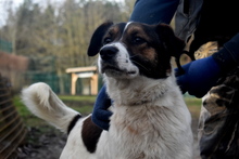 LEZLI, Hund, Mischlingshund in Ungarn - Bild 4