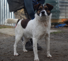 LEZLI, Hund, Mischlingshund in Ungarn - Bild 5