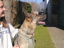 AKELO, Hund, Malinois-Deutscher Schäferhund-Mix in Ungarn - Bild 2