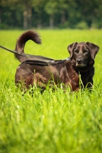 BOBBY, Hund, Mischlingshund in Fürstenau - Bild 2