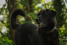BOBBY, Hund, Mischlingshund in Fürstenau - Bild 3
