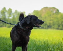 BOBBY, Hund, Mischlingshund in Fürstenau - Bild 4