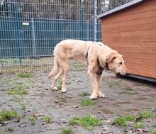 GINO, Hund, Mischlingshund in Fürstenau - Bild 11