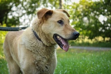 GINO, Hund, Mischlingshund in Fürstenau - Bild 2
