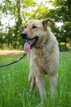 GINO, Hund, Mischlingshund in Fürstenau - Bild 4