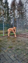 GINO, Hund, Mischlingshund in Fürstenau - Bild 8