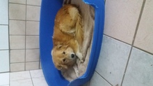 LOUI, Hund, Mischlingshund in Cottbus - Bild 1