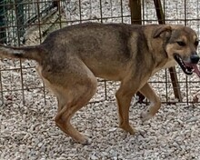 ROMEO, Hund, Deutscher Schäferhund-Labrador-Mix in Wuppertal - Bild 1