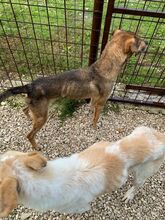 ROMEO, Hund, Deutscher Schäferhund-Labrador-Mix in Wuppertal - Bild 4