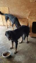 FRANCESCA, Hund, Mischlingshund in Rumänien - Bild 1