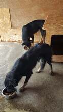 FRANCESCA, Hund, Mischlingshund in Rumänien - Bild 3