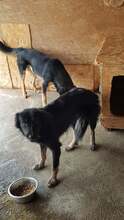 FRANCESCA, Hund, Mischlingshund in Rumänien - Bild 4