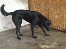 SOPHIE, Hund, Mischlingshund in Rumänien - Bild 1
