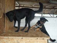 SOPHIE, Hund, Mischlingshund in Rumänien - Bild 2