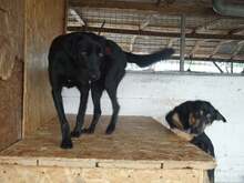 SOPHIE, Hund, Mischlingshund in Rumänien - Bild 3