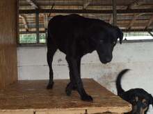SOPHIE, Hund, Mischlingshund in Rumänien - Bild 4