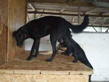 SOPHIE, Hund, Mischlingshund in Rumänien - Bild 5