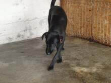 SOPHIE, Hund, Mischlingshund in Rumänien - Bild 6