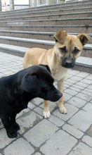 JARIK, Hund, Mischlingshund in Vilshofen - Bild 6