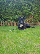 LEVI, Hund, Mischlingshund in Vilshofen - Bild 5