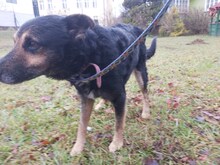 KADET, Hund, Mischlingshund in Dillenburg - Bild 3
