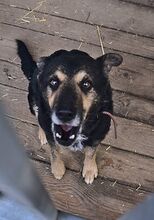 KADET, Hund, Mischlingshund in Dillenburg - Bild 5